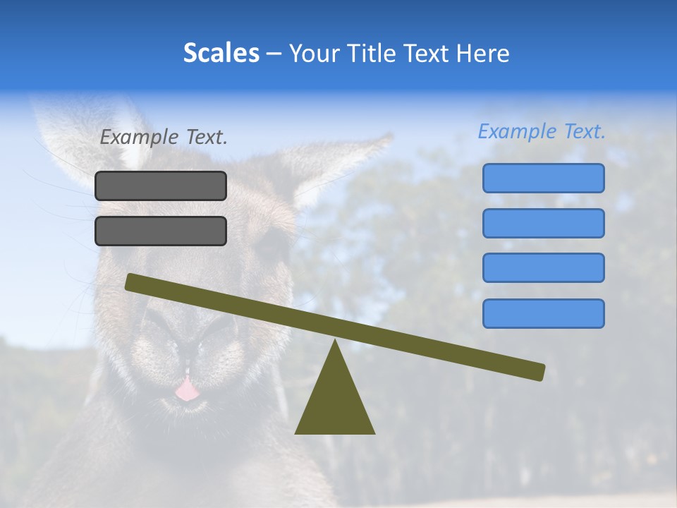 Close Up Of Inquisitive Kangaroo Poking His Tongue Out PowerPoint Template