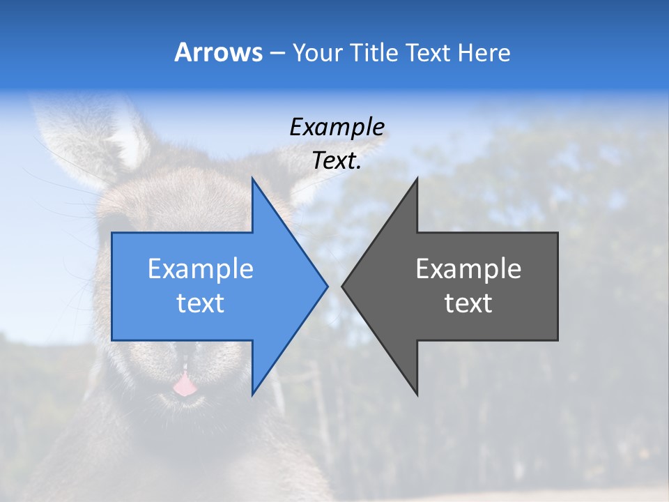 Close Up Of Inquisitive Kangaroo Poking His Tongue Out PowerPoint Template