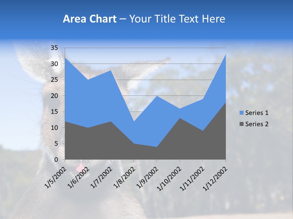 Close Up Of Inquisitive Kangaroo Poking His Tongue Out PowerPoint Template