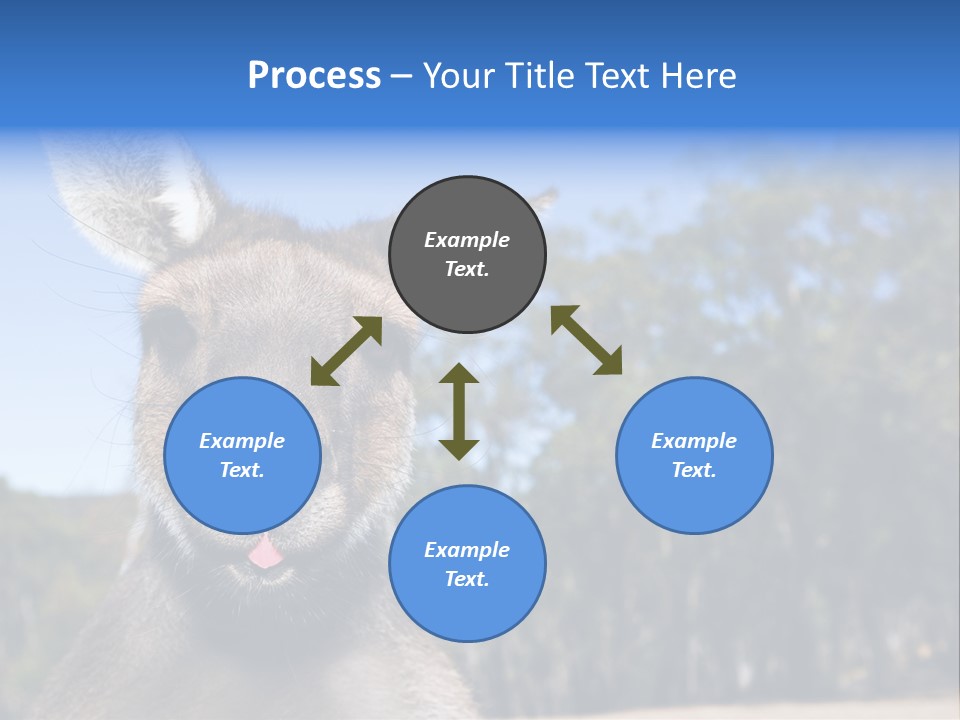 Close Up Of Inquisitive Kangaroo Poking His Tongue Out PowerPoint Template