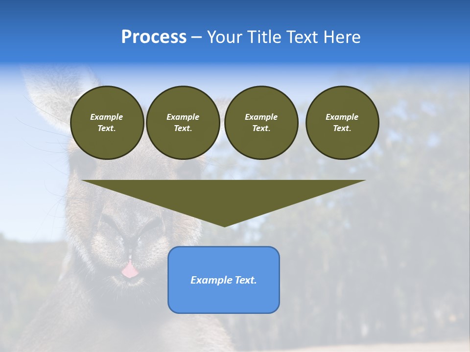 Close Up Of Inquisitive Kangaroo Poking His Tongue Out PowerPoint Template