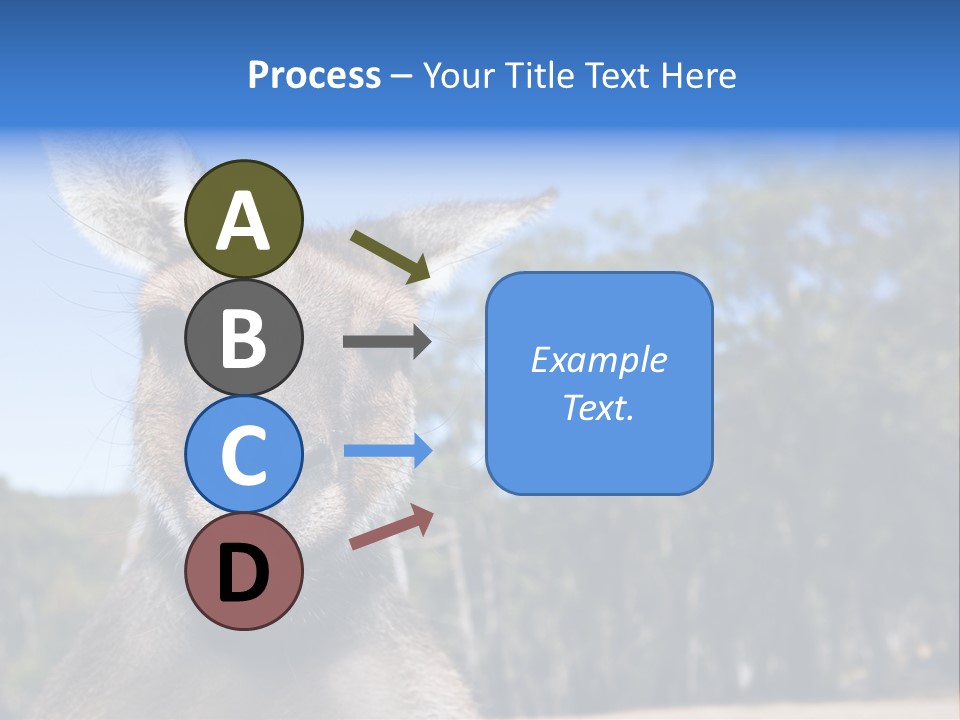 Close Up Of Inquisitive Kangaroo Poking His Tongue Out PowerPoint Template