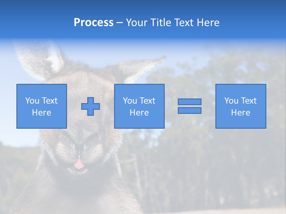 Close Up Of Inquisitive Kangaroo Poking His Tongue Out PowerPoint Template