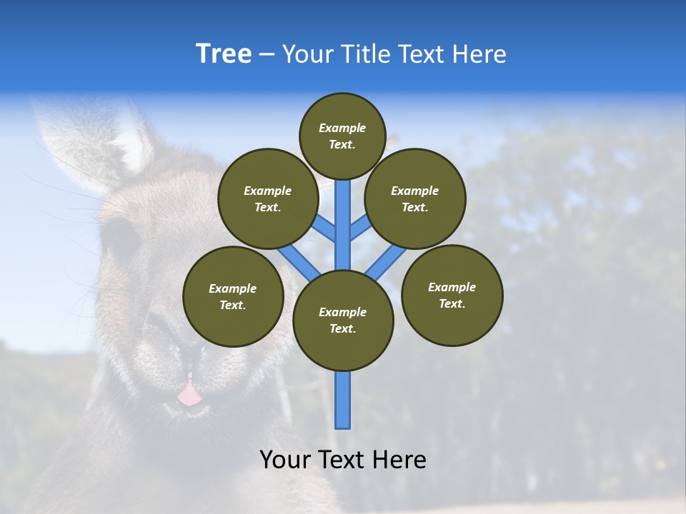 Close Up Of Inquisitive Kangaroo Poking His Tongue Out PowerPoint Template