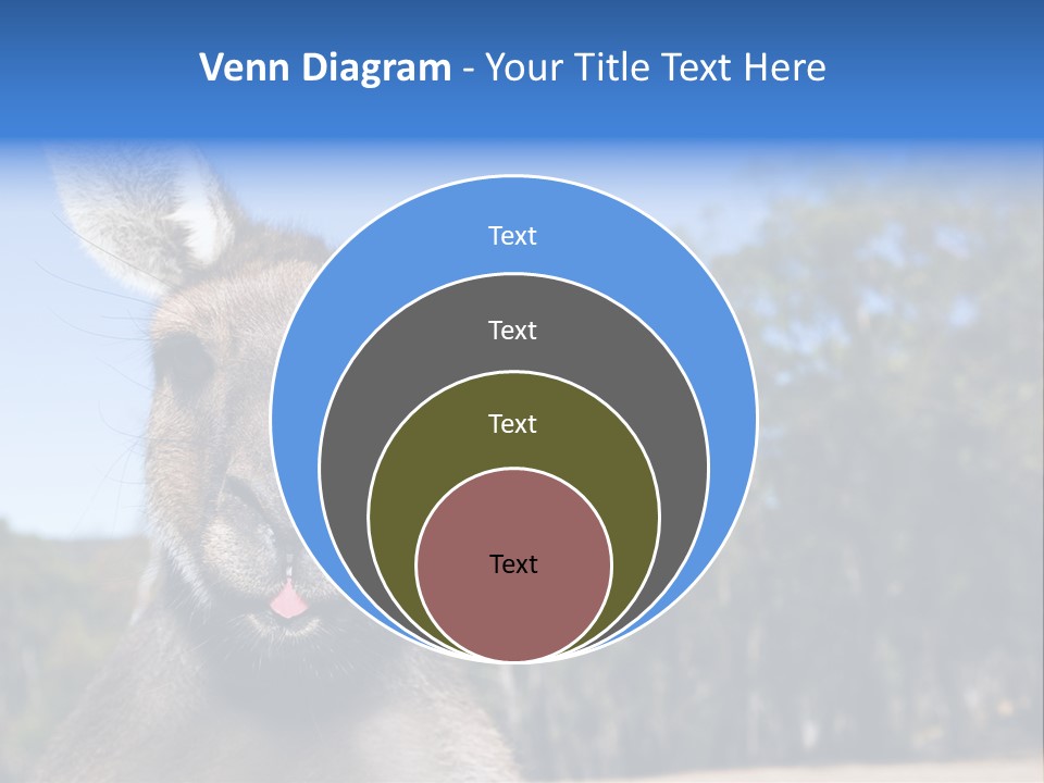 Close Up Of Inquisitive Kangaroo Poking His Tongue Out PowerPoint Template