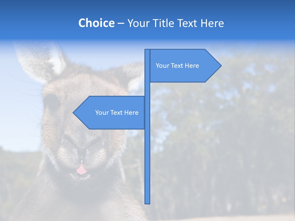 Close Up Of Inquisitive Kangaroo Poking His Tongue Out PowerPoint Template