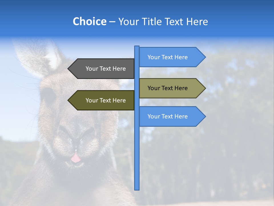 Close Up Of Inquisitive Kangaroo Poking His Tongue Out PowerPoint Template