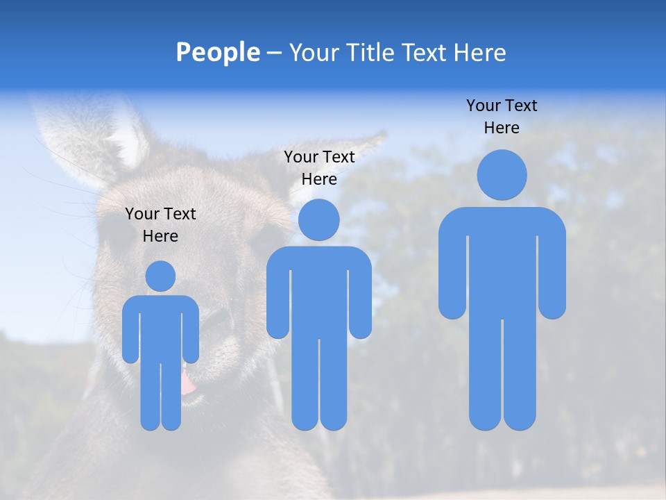 Close Up Of Inquisitive Kangaroo Poking His Tongue Out PowerPoint Template