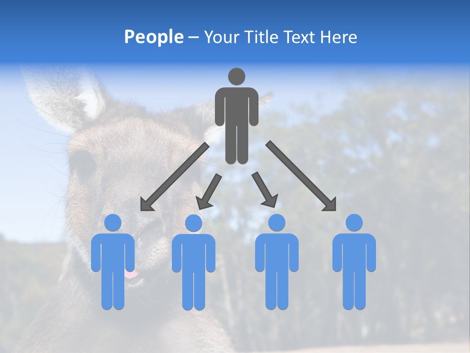 Close Up Of Inquisitive Kangaroo Poking His Tongue Out PowerPoint Template