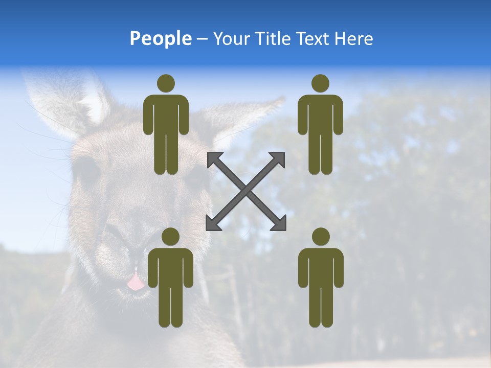 Close Up Of Inquisitive Kangaroo Poking His Tongue Out PowerPoint Template