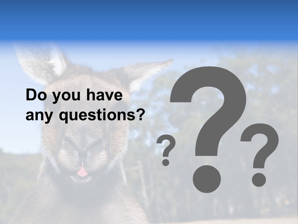 Close Up Of Inquisitive Kangaroo Poking His Tongue Out PowerPoint Template
