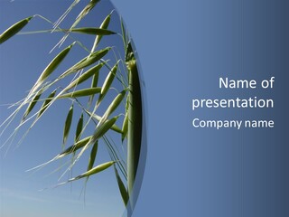 Oat Plant With Panicles PowerPoint Template