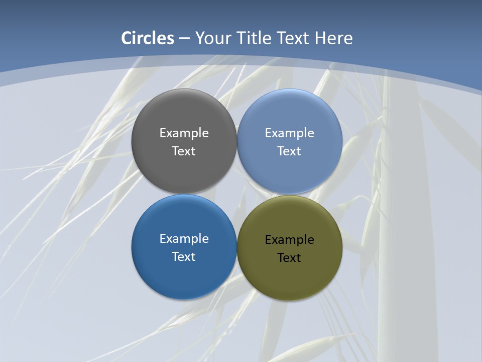Oat Plant With Panicles PowerPoint Template