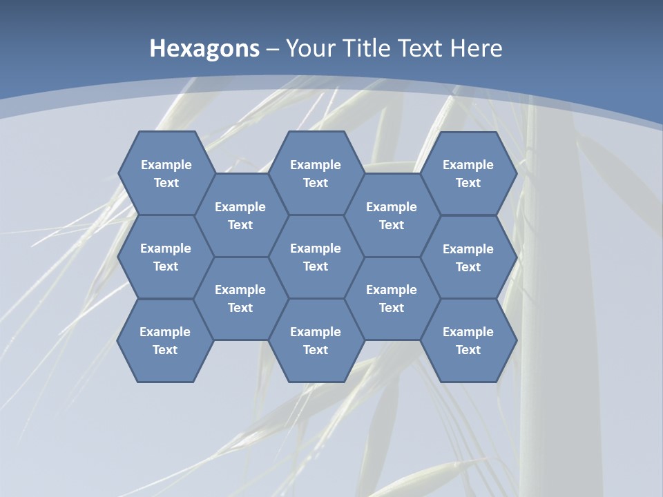 Oat Plant With Panicles PowerPoint Template