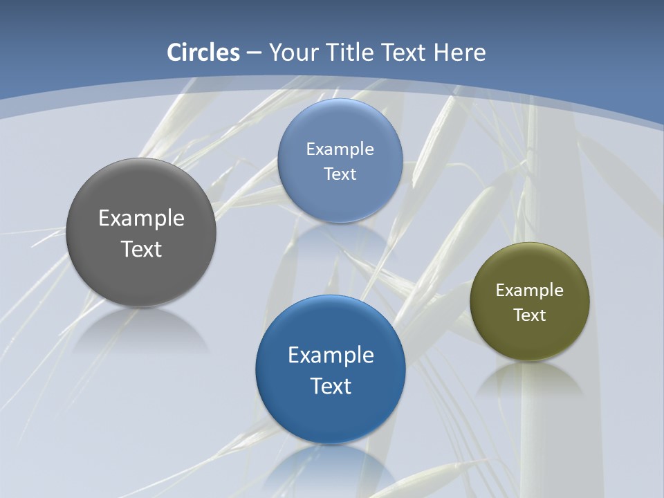 Oat Plant With Panicles PowerPoint Template