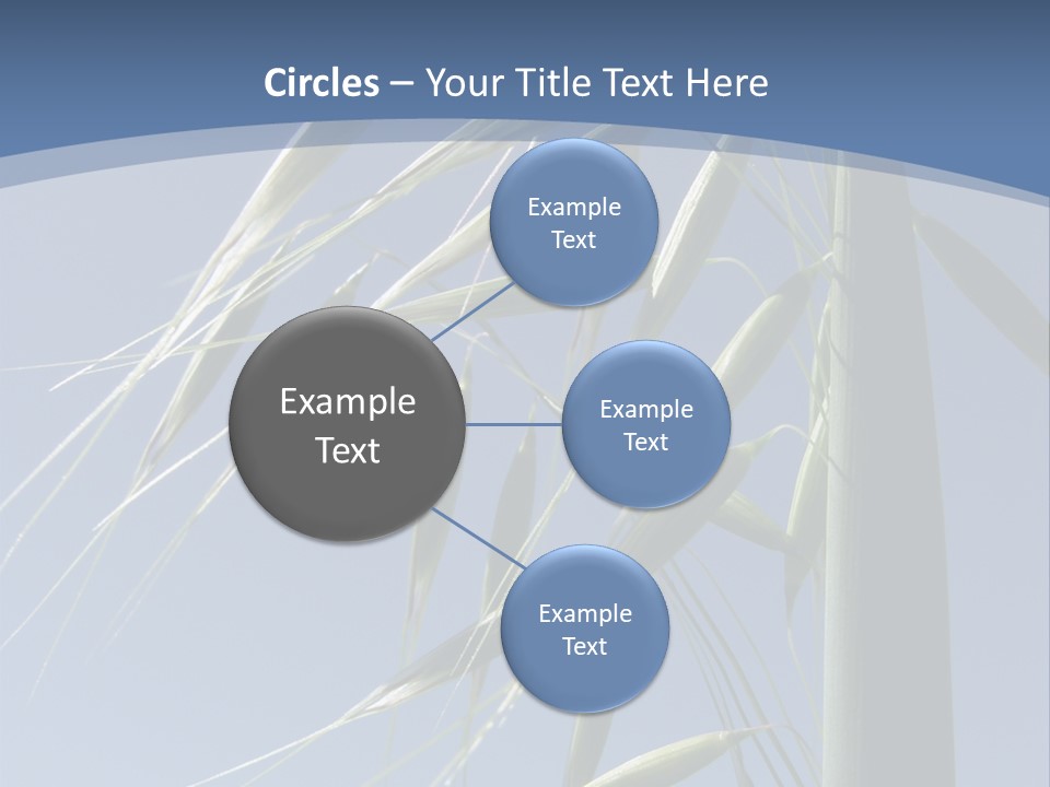 Oat Plant With Panicles PowerPoint Template