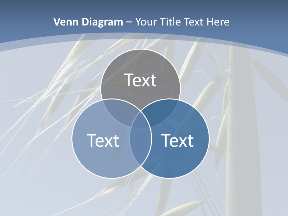 Oat Plant With Panicles PowerPoint Template
