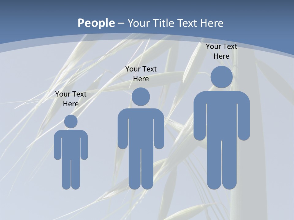 Oat Plant With Panicles PowerPoint Template