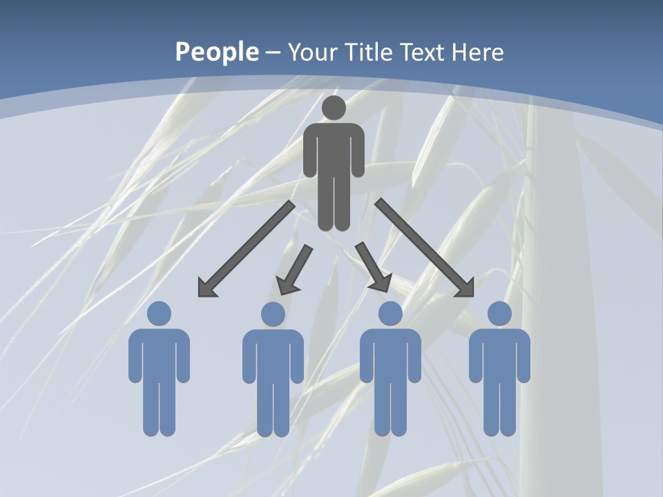 Oat Plant With Panicles PowerPoint Template