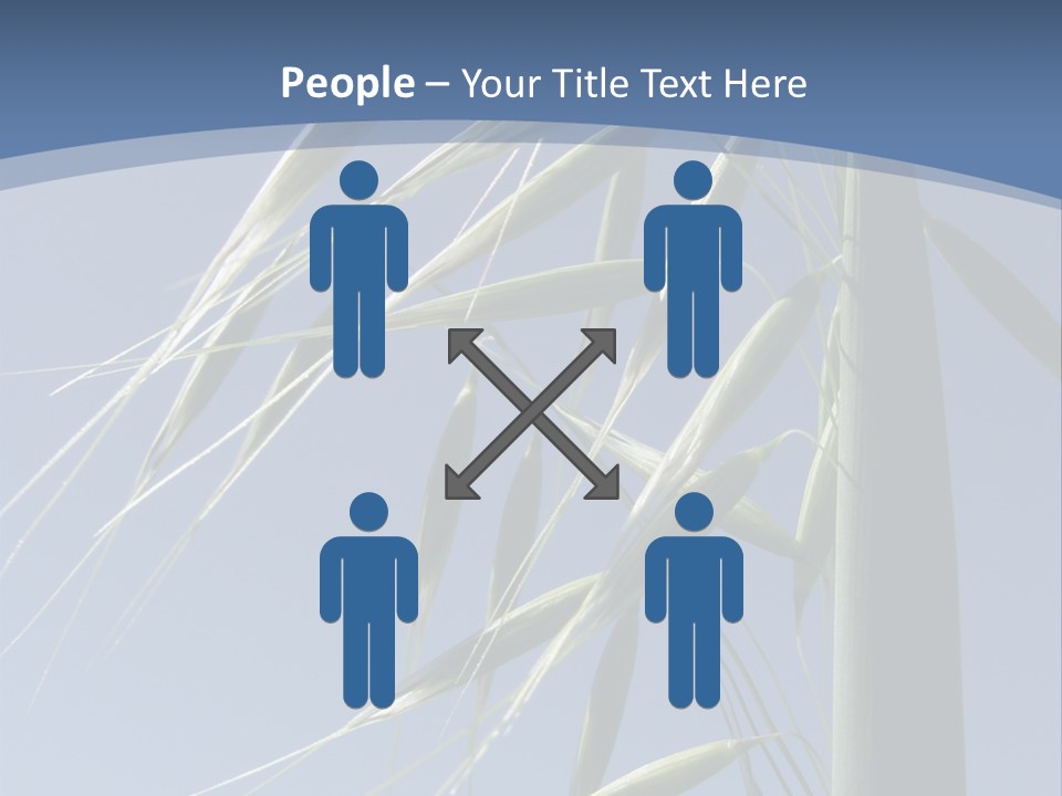 Oat Plant With Panicles PowerPoint Template