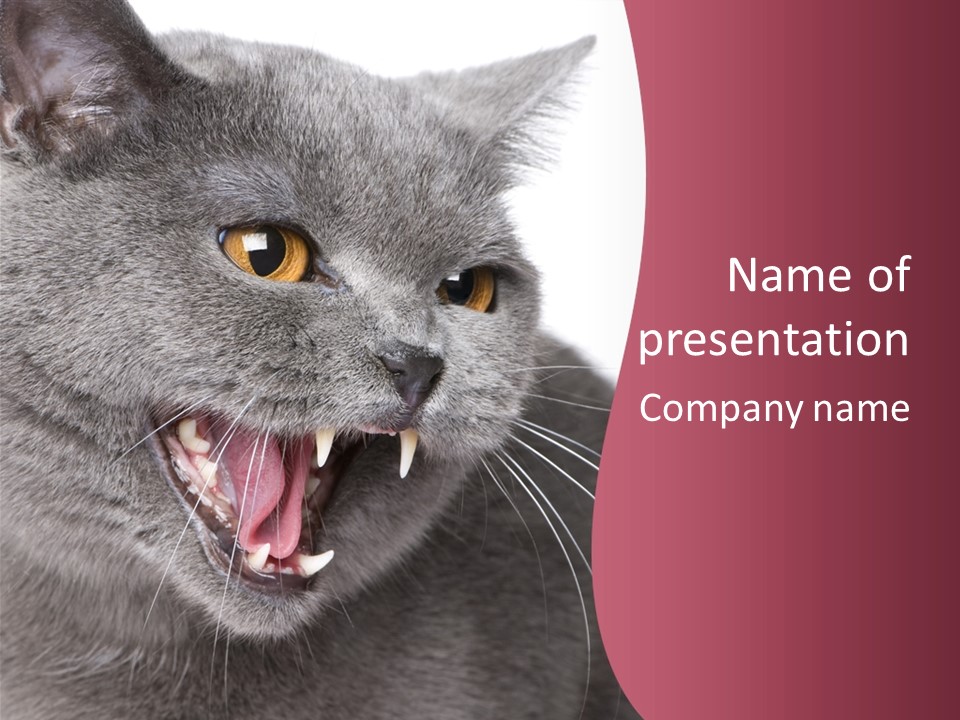 A Gray Cat With It's Mouth Open Showing Teeth PowerPoint Template