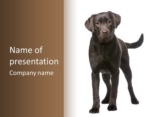 Labrador (8 Months) In Front Of A White Background PowerPoint Template