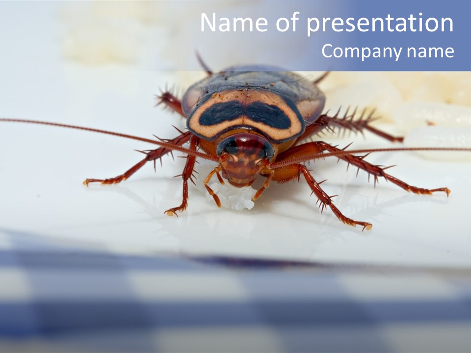 Frontal View Extreme Macro Of Cockroach Feeding On Grain Of Rice PowerPoint Template