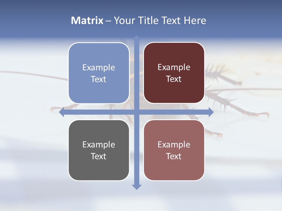 Frontal View Extreme Macro Of Cockroach Feeding On Grain Of Rice PowerPoint Template