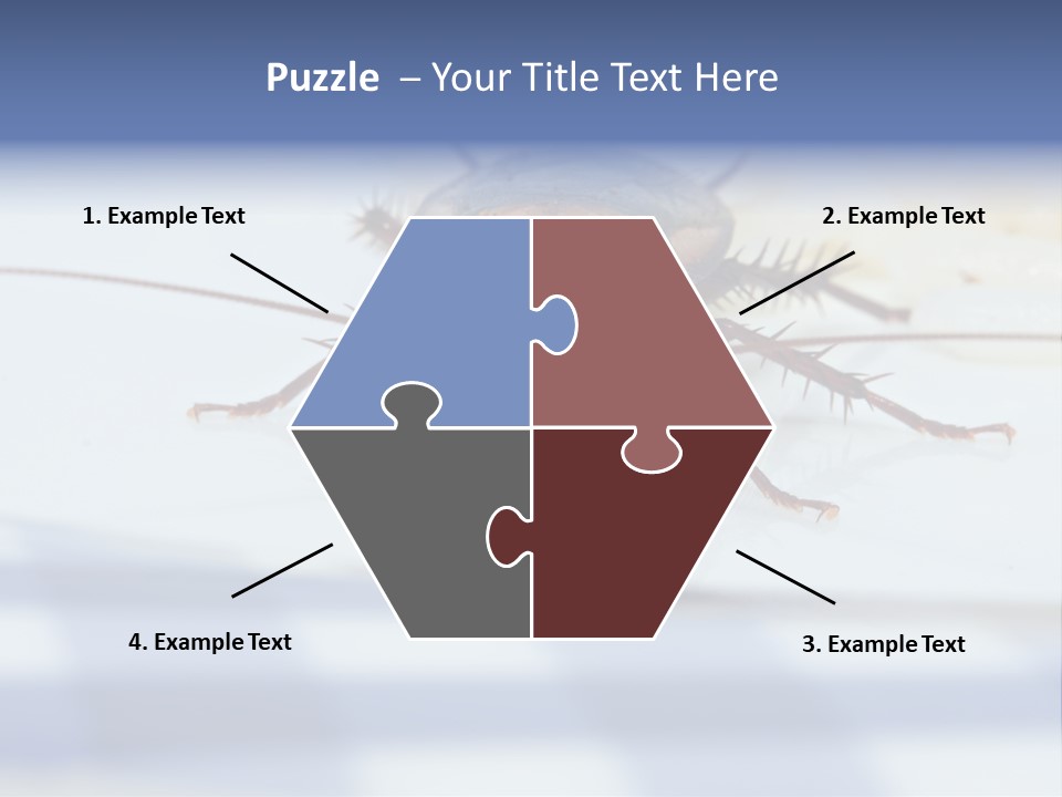 Frontal View Extreme Macro Of Cockroach Feeding On Grain Of Rice PowerPoint Template