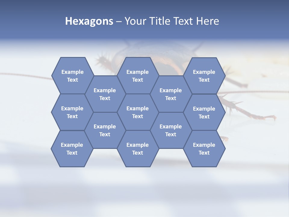 Frontal View Extreme Macro Of Cockroach Feeding On Grain Of Rice PowerPoint Template