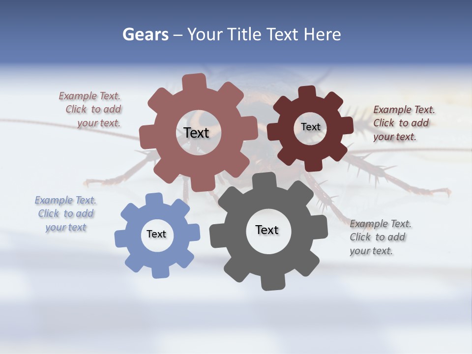 Frontal View Extreme Macro Of Cockroach Feeding On Grain Of Rice PowerPoint Template