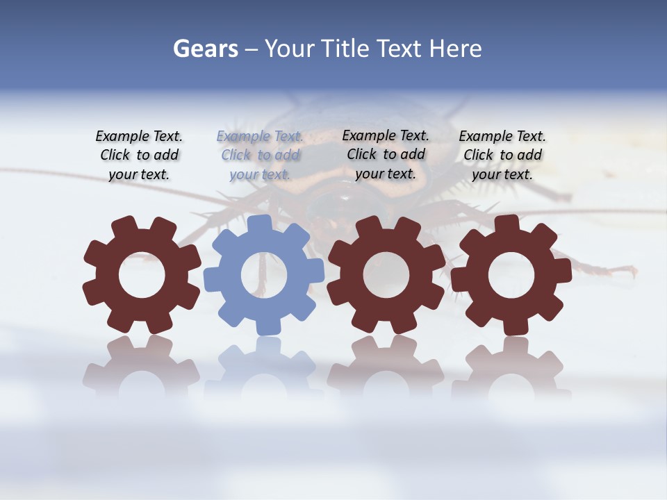 Frontal View Extreme Macro Of Cockroach Feeding On Grain Of Rice PowerPoint Template