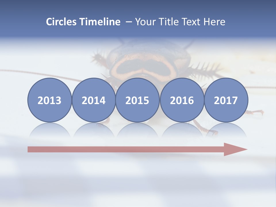 Frontal View Extreme Macro Of Cockroach Feeding On Grain Of Rice PowerPoint Template