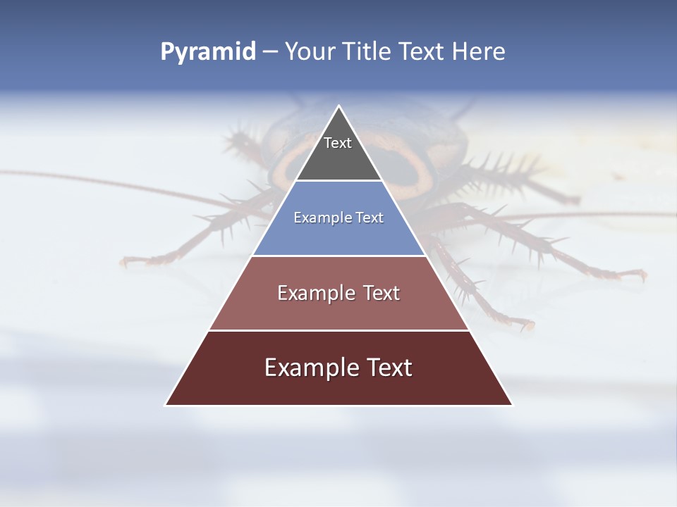 Frontal View Extreme Macro Of Cockroach Feeding On Grain Of Rice PowerPoint Template