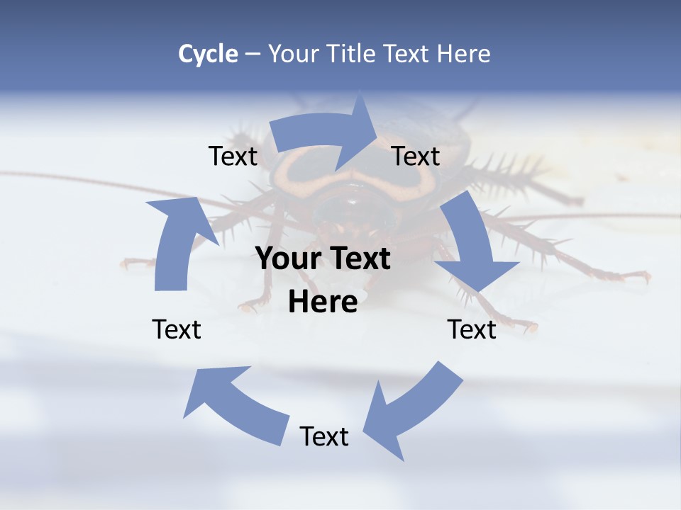 Frontal View Extreme Macro Of Cockroach Feeding On Grain Of Rice PowerPoint Template