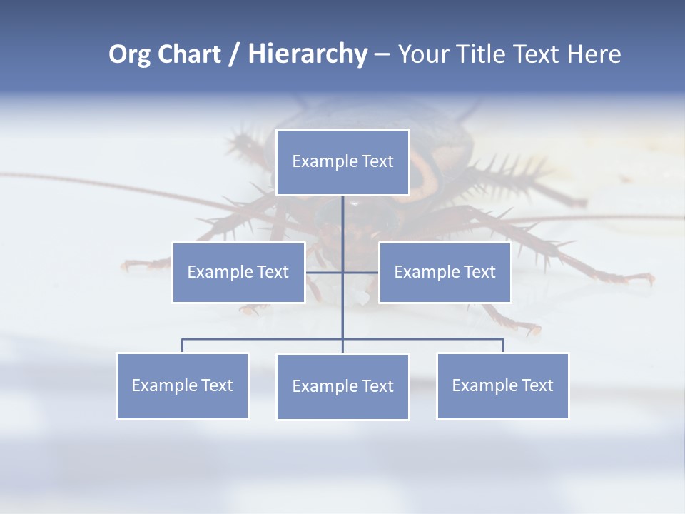 Frontal View Extreme Macro Of Cockroach Feeding On Grain Of Rice PowerPoint Template