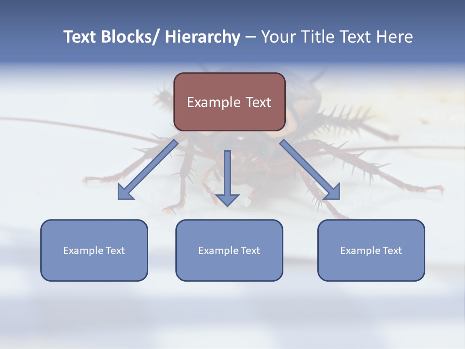 Frontal View Extreme Macro Of Cockroach Feeding On Grain Of Rice PowerPoint Template