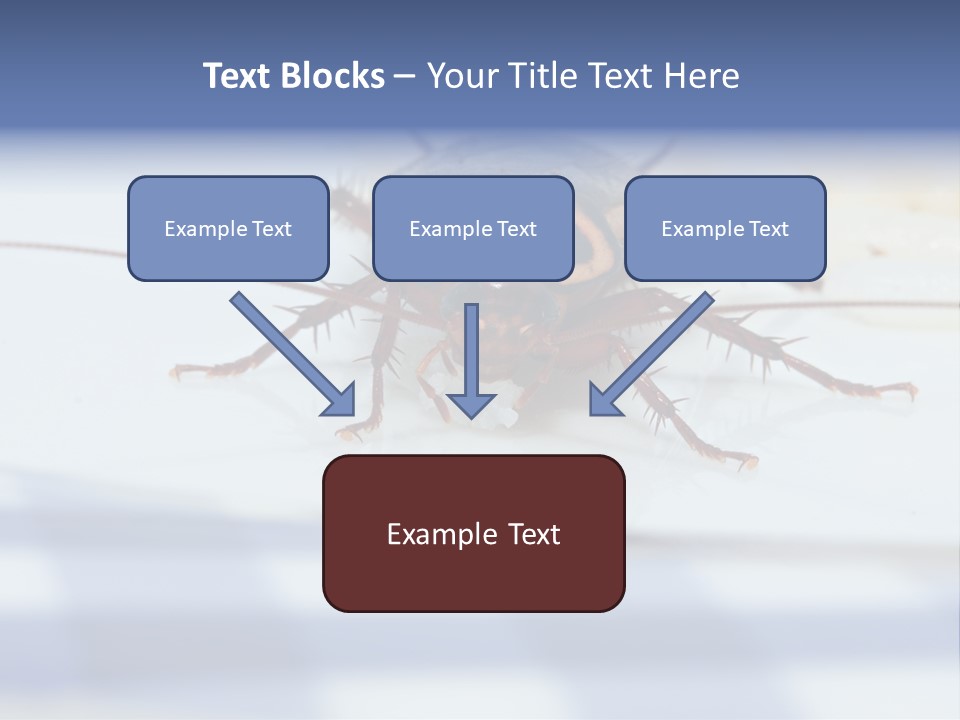 Frontal View Extreme Macro Of Cockroach Feeding On Grain Of Rice PowerPoint Template