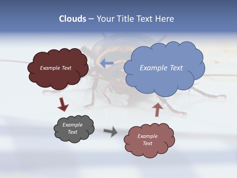 Frontal View Extreme Macro Of Cockroach Feeding On Grain Of Rice PowerPoint Template