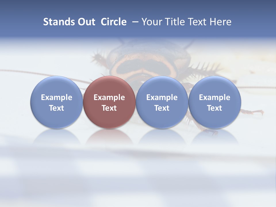 Frontal View Extreme Macro Of Cockroach Feeding On Grain Of Rice PowerPoint Template