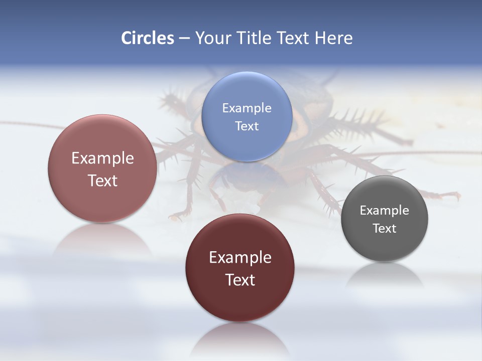 Frontal View Extreme Macro Of Cockroach Feeding On Grain Of Rice PowerPoint Template