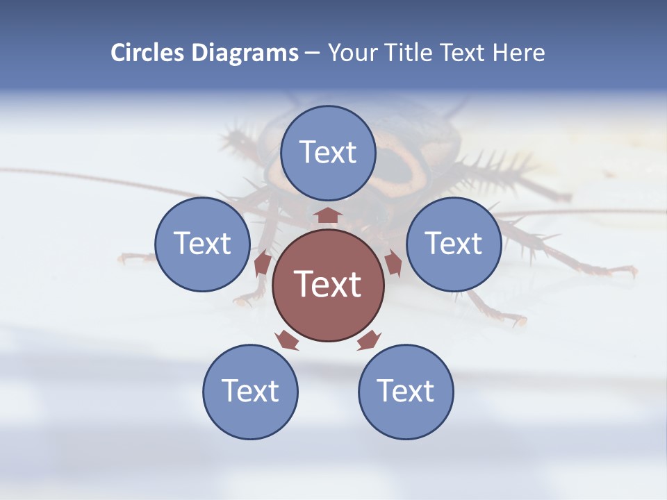 Frontal View Extreme Macro Of Cockroach Feeding On Grain Of Rice PowerPoint Template