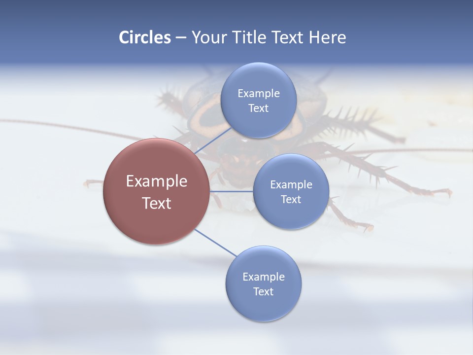 Frontal View Extreme Macro Of Cockroach Feeding On Grain Of Rice PowerPoint Template