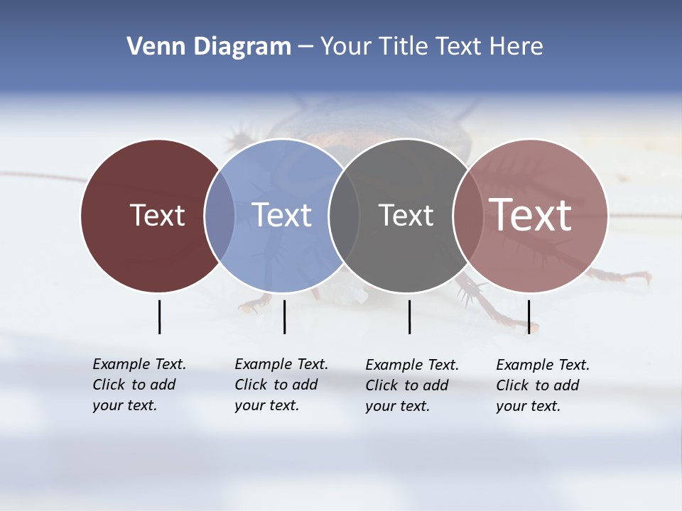 Frontal View Extreme Macro Of Cockroach Feeding On Grain Of Rice PowerPoint Template