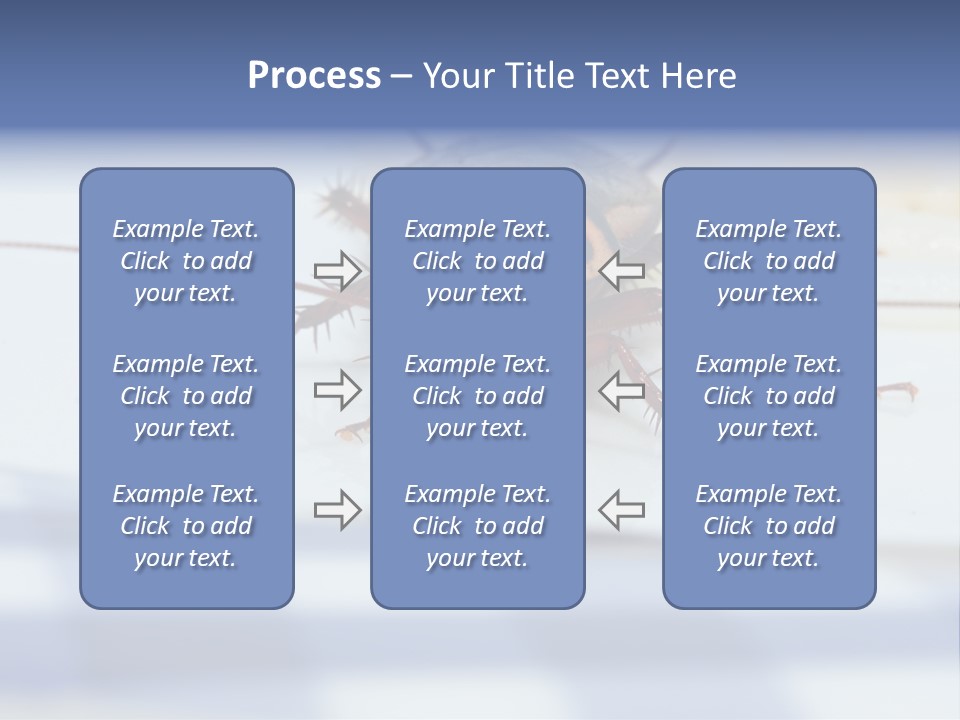 Frontal View Extreme Macro Of Cockroach Feeding On Grain Of Rice PowerPoint Template