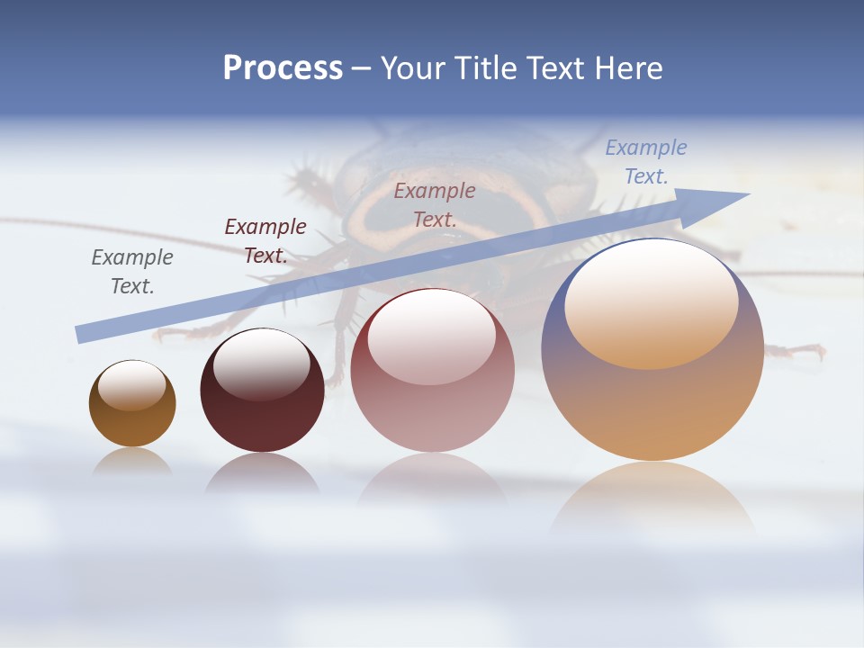 Frontal View Extreme Macro Of Cockroach Feeding On Grain Of Rice PowerPoint Template