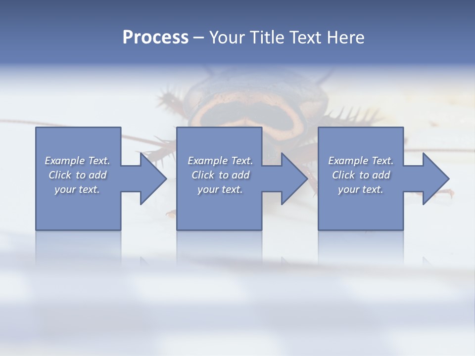 Frontal View Extreme Macro Of Cockroach Feeding On Grain Of Rice PowerPoint Template
