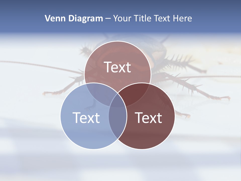 Frontal View Extreme Macro Of Cockroach Feeding On Grain Of Rice PowerPoint Template