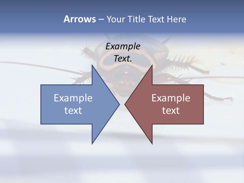 Frontal View Extreme Macro Of Cockroach Feeding On Grain Of Rice PowerPoint Template