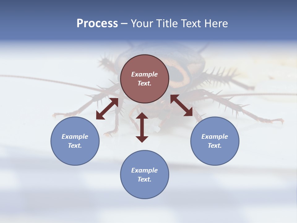Frontal View Extreme Macro Of Cockroach Feeding On Grain Of Rice PowerPoint Template